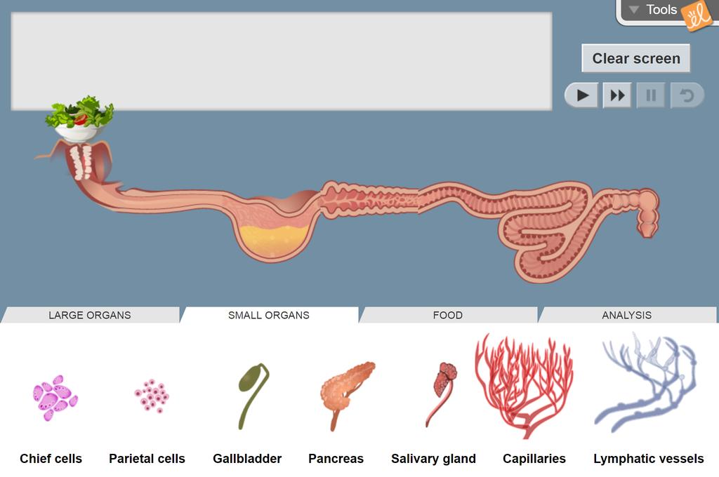 Digestive System Gizmo Lesson Info Explorelearning