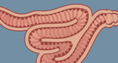 Screenshot of Digestive System Gizmo