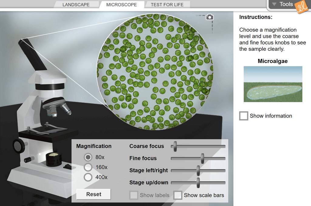 Screenshot of Cell Types Gizmo