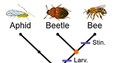 Screenshot of Cladograms Gizmo