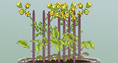 Screenshot of Fast Plants<sup>®</sup> 2 - Mystery Parent Gizmo