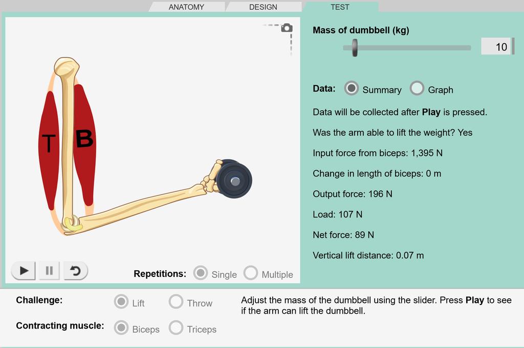 arm bones and muscles