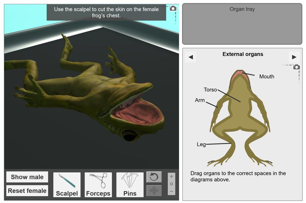 Screenshot of Frog Dissection Gizmo