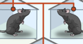 Screenshot of Mouse Genetics (Two Traits) Gizmo