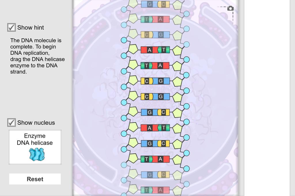 Screenshot of Building DNA Gizmo