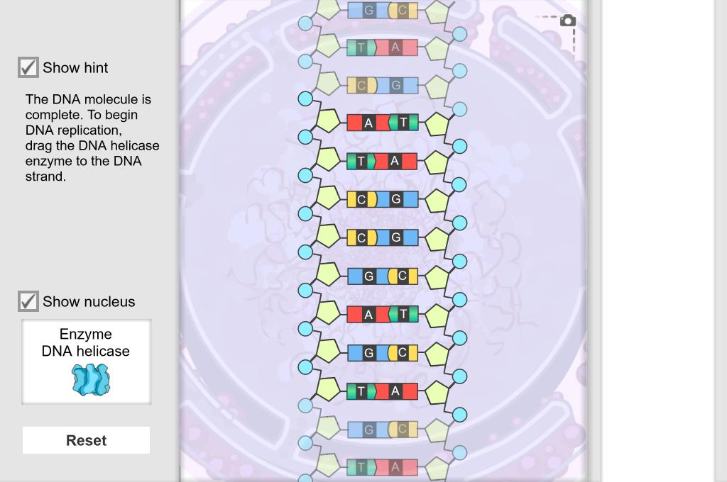 View Building DNA Gizmo