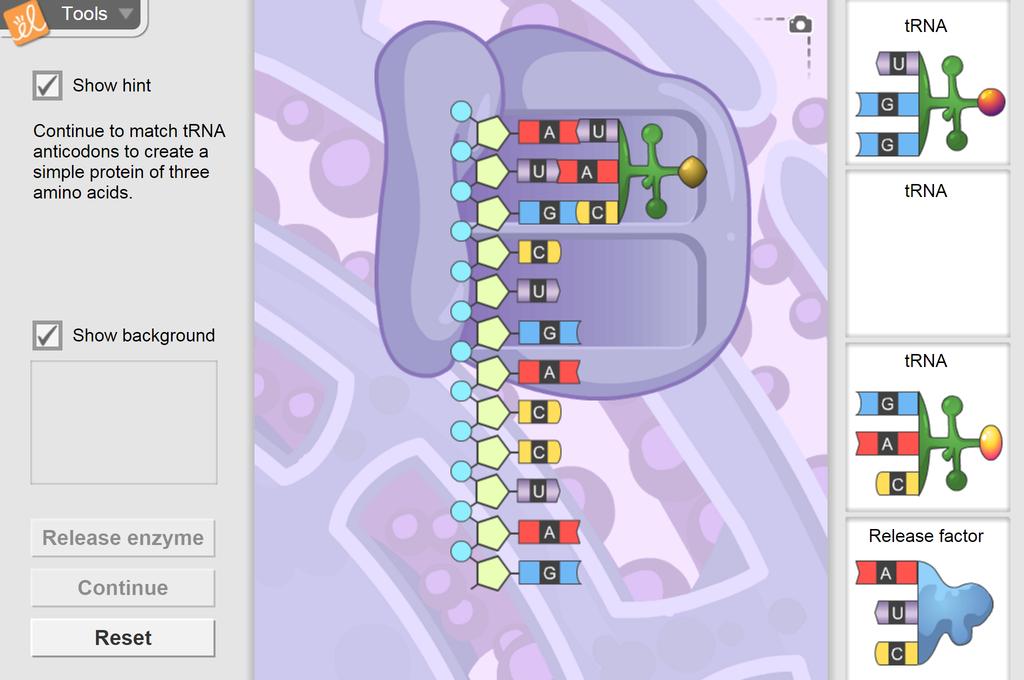 Rna And Protein Synthesis Gizmo Lesson Info Explorelearning