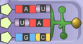 Screenshot of RNA and Protein Synthesis Gizmo