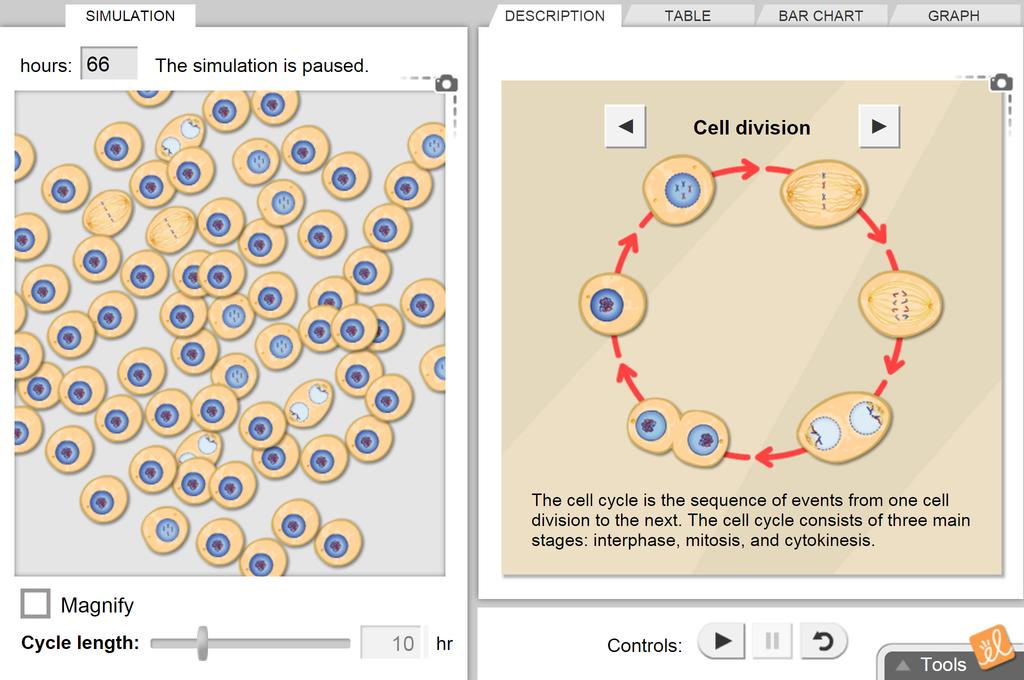 Cell Division Gizmo Answer Key - Cell Division Gizmo Answer Key Activity A Cell Divisions Se Mitosis Chromosome Each Lesson Includes A Student Exploration Sheet An Exploration Sheet Answers To Student Exploration Plate Tectonics Gizmo Student : Cell division, centriole, centromere, chromatid, chromatin, chromosome, cytokinesis, dna, interphase, mitosis prior knowledge questions (do these b efore using the gizmo.) 1.