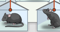 Screenshot of Mouse Genetics (One Trait) Gizmo