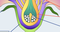 Screenshot of Pollination: Flower to Fruit Gizmo