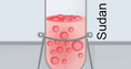 Screenshot of Identifying Nutrients Gizmo