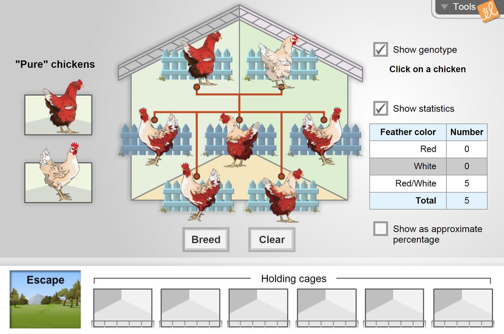 Chicken Genetics Gizmo