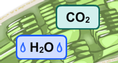 Screenshot of Cell Energy Cycle Gizmo