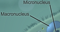 Screenshot of Paramecium Homeostasis Gizmo