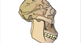 Screenshot of Human Evolution - Skull Analysis Gizmo