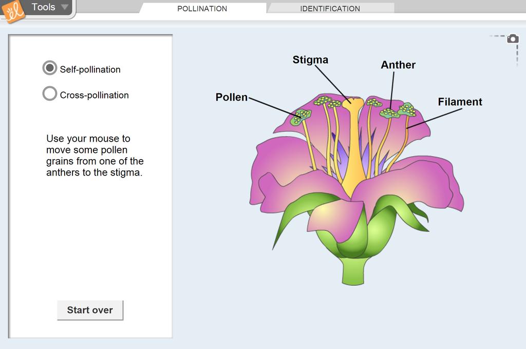 pollination process of a flower