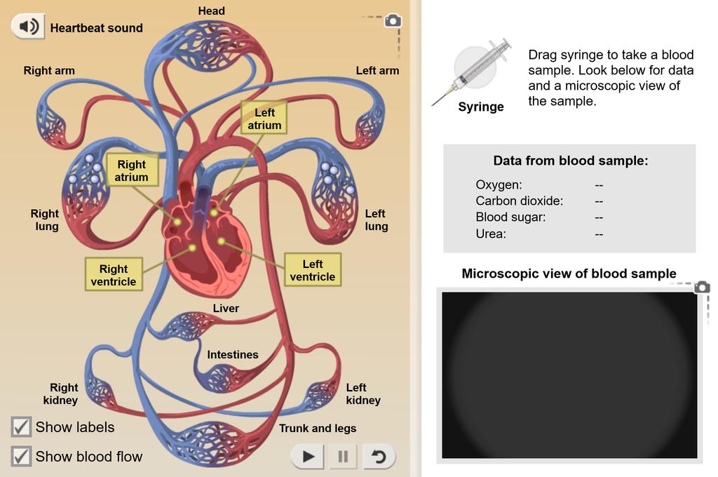 Circulatory System Gizmo Lesson Info Explorelearning